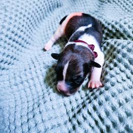 Boy 2 - male Kromfohrlander puppy in Pickerington, Ohio from Learykl Kromfohrlanders