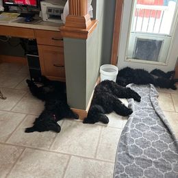 Dachshund and Poodle Puppies from Desjardin’s Poodles & Dachshunds