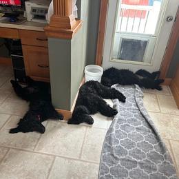 Dachshund and Poodle Puppies from Desjardin’s Poodles & Dachshunds