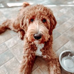 Charlie - Goldendoodle