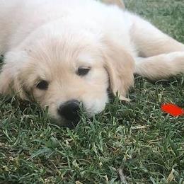 Golden Retriever All Grown Up from Sadie Lane Family Goldens