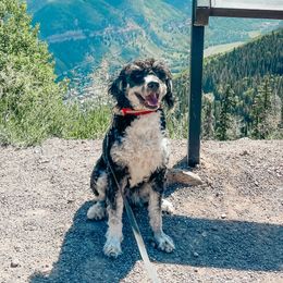 Calypso - Bernedoodle