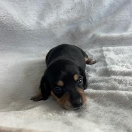 Harbor - Black and tan female Dachshund puppy in Bremen, Georgia from Sapp’s Sweet and Spicy Dachshunds