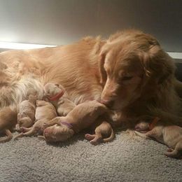 Golden Retrievers from Rubicon Golden Retrievers