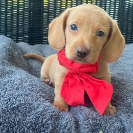 Opie - Cream male Dachshund puppy in Choccolocco, Alabama from Ace’s Doxies