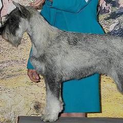 Standard Schnauzer All Grown Up from Kidson Standard Schnauzers