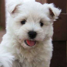 West Highland White Terrier Puppies from The West Acres