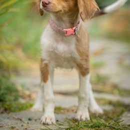 Pink - Red merle female Aussiedoodle puppy in Grants Pass, Oregon from Woodwind Miniatures