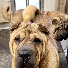 Spirit - Chinese Shar-Pei