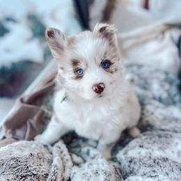 Penne - Merle female Pomsky puppy in Cleveland, Ohio from Lake Point Pomskies