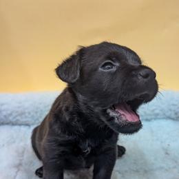 Meatball - male Patterdale Terrier puppy in Yucaipa, California from Moormont Kennels
