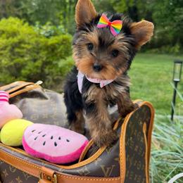 Biewer Terrier and Yorkshire Terrier Puppies from Coastal Yorkshire Terrier Yorkies & Biewer Terriers