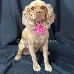 Cocker Spaniel All Grown Up from Sego Lily Cockers