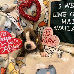 Brindle male-lime green - Brindle Boxer puppy in Mooresboro, North Carolina from Echo Hollow Kennels Boxers and Boarding LLC