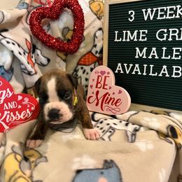 Brindle male-lime green - Brindle Boxer puppy in Mooresboro, North Carolina from Echo Hollow Kennels Boxers and Boarding LLC