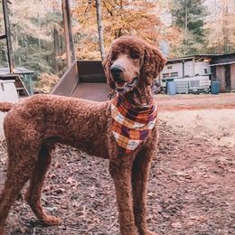 Gus - Poodle