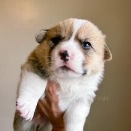 Biscuit - Pembroke Welsh Corgi puppy in Bakersfield, California from The Corgi Flavored Dogs
