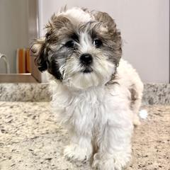 Shichon All Grown Up from Nona's Shichons