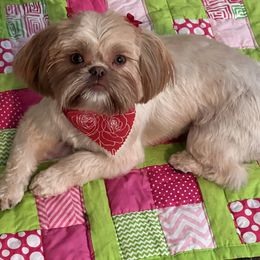 Brandy - Shih Tzu