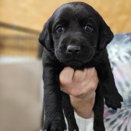 Blue Collar - Black female Labrador Retriever puppy in Boyd, Minnesota from Lindley Labradors