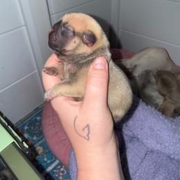 Purple - Fawn female French Bulldog puppy in Plainview, Texas from The Kings Ransom French Bulldogs