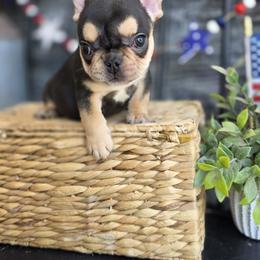 French Bulldog Puppies from Edgewater Frenchies