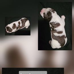 Boy 2 - Liver white and roan male English Springer Spaniel puppy in Lakeland, Georgia from A&N Hobby Farm