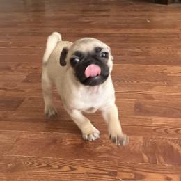 Chihuahuas and Pugs from Pam’s Perfect Pugs