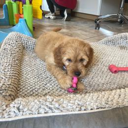 Clementine - Apricot female Goldendoodle puppy in Sugarcreek, Ohio from True Hearted Doodles