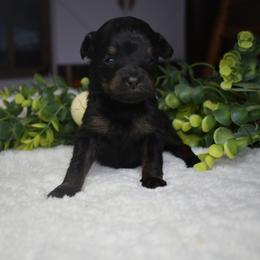 Charlie - Black phantom female Aussiedoodle puppy in Angola, Indiana from Classic City Doodles
