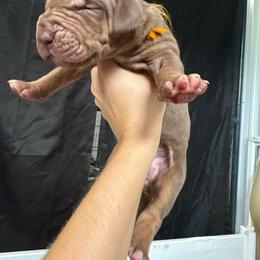 Orange collar - Chocolate female Great Dane puppy in Corsica, Pennsylvania from Ferguson Family Danes LLC