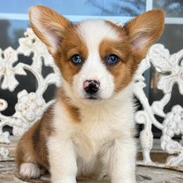 Hoagie - Red merle and white male American Corgi puppy in East Oakdale, California from Rhettro Kennels