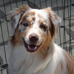 Fiona - Australian Shepherd
