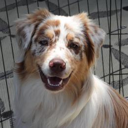 Fiona - Australian Shepherd