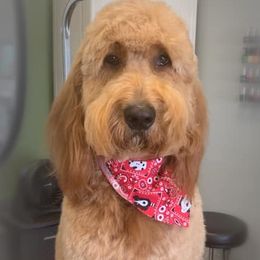 Chihuahuas and Goldendoodles from Carrie’s Babes From Da Bayou