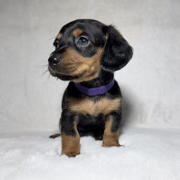 Dachshund Puppies from KC Doxies