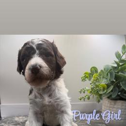 Girl 6 - Parti female Poodle puppy in Travelers Rest, South Carolina from Hampshire Hill’s Standard Poodles