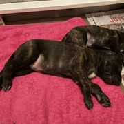 Lurcher Puppies from Sharp Turn Lurchers