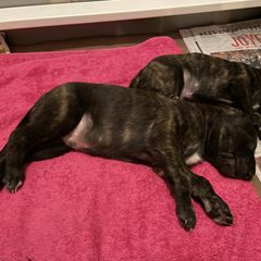 Lurcher Puppies from Sharp Turn Lurchers