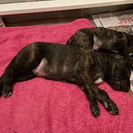 Lurcher Puppies from Sharp Turn Lurchers