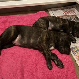 Lurcher Puppies from Sharp Turn Lurchers