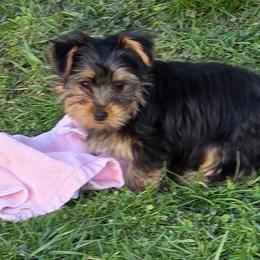 Mason - Black and tan male Yorkshire Terrier puppy in Grafton, West Virginia from Gemstone Kennel