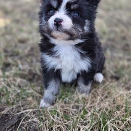 Afton - Black and white female Pomsky puppy in Mc Callsburg, Iowa from SZ Rolling Acres LLC