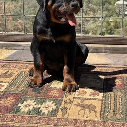 Yellow girl - Black and mahogany female Rottweiler puppy in Grass Valley, California from Vom Haus Flores