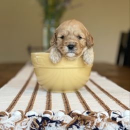 Boy 2 (Apricot) - Apricot male Cavapoo puppy in Coal City, Indiana from Wednesday & Co