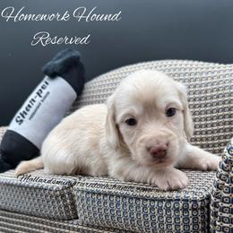 Homework Hound - Cream male Dachshund puppy in Montevallo, Alabama from Mallard's Miniature Dachshunds
