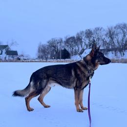 MAV - German Shepherd