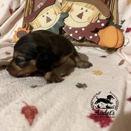 5 - Cream male Dachshund puppy in East Dover, Vermont from Audet’s Mini Dachshunds