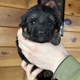 Ivona - Black and red female German Shepherd puppy in Garland, Maine from Vom Schön Traumhund