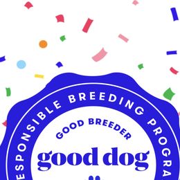 Aussiedoodle Puppies from Hearth&Hound Doodles